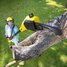 Best Tree Health Inspection  in Arbuckle, CA